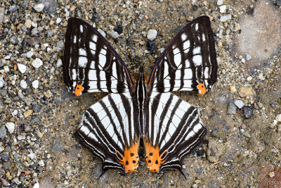 Cyrestis maenalis seminigra