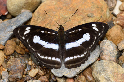 Athyma selenophora amhara