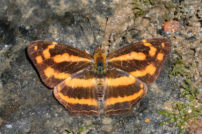 Symbrenthia hippoclus marius