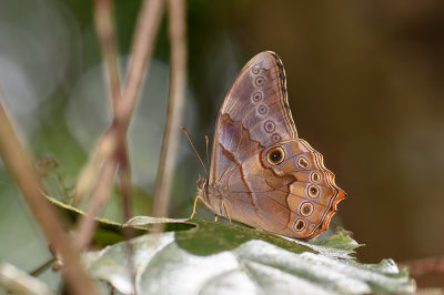 Lethe minerva minerva