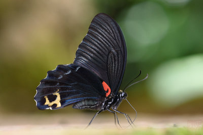 Papilio acheron (Bornean Mormon)