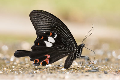 Papilio helenus enganius (The Red Helen)