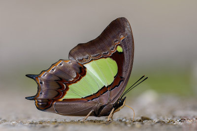 Polyura hebe ganymedes (The Southern Nawab)