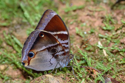 Thaumantis odana cyclops (Malayan Jungleglory)
