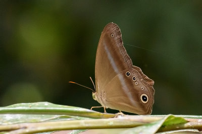 Coelites euptychioides euptychioides (The Restricted Catseye)