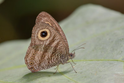 Ypthima fasciata fasciata