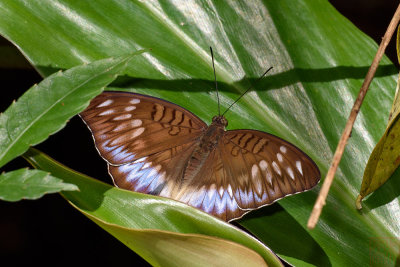 Tanaecia iapis ambalika
