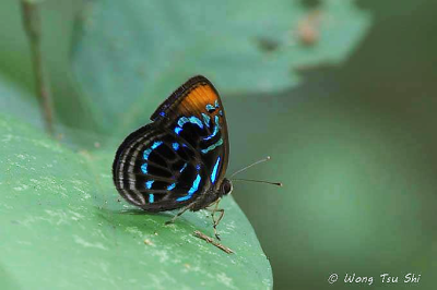 Laxita teneta