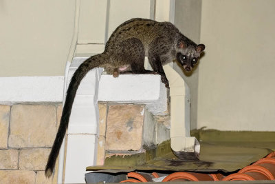 Paradoxurus hermaphroditus (Asian Palm Civet)