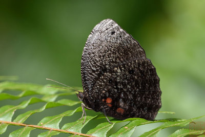 Elymnias esaca esaca  (Green Palmfly)