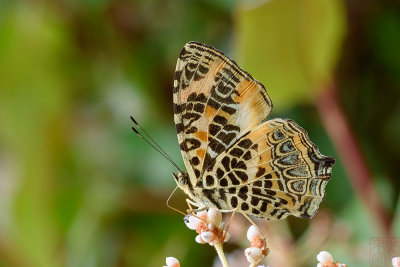 Symbrenthia hypselis sinis (The Himalayan Jester)