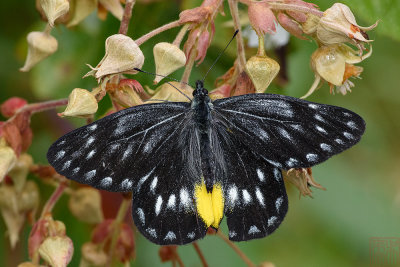 Delias belladonna malayana (The Hill Jezebel)