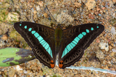 Sumalia daraxa theoda (The Green Commodore)