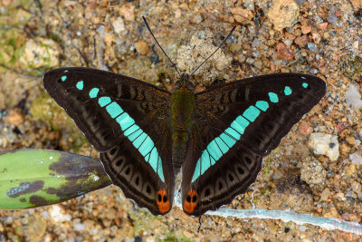 Sumalia daraxa theoda (The Green Commodore) 