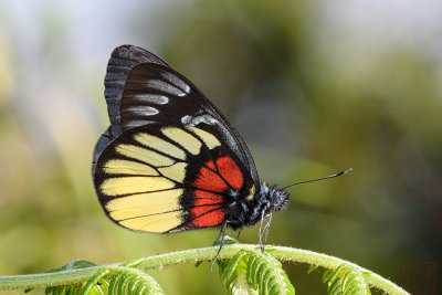 Delias ninus ninus (Malayan Jezebel)