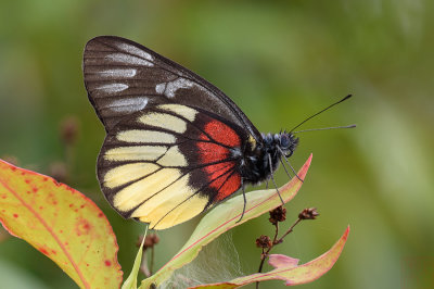 Delias ninus ninus (Malayan Jezebel)