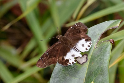 Tagiades cohaerens cinda (The Evan's Snow Flat)