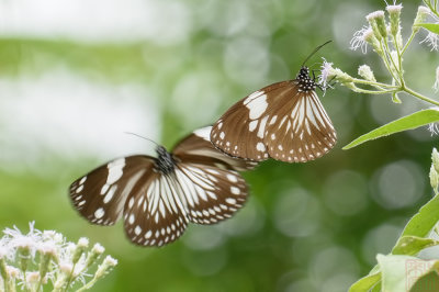 Euploea radamanthus radamanthus (Magpie Crow)