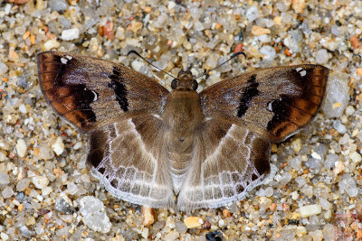 Odontoptilum angulatum angulatum (Chestnut Angle)