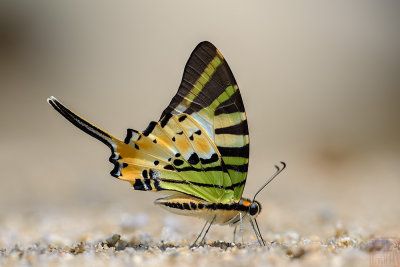 Graphium antiphates itamputi (Five Bar Swordtail)