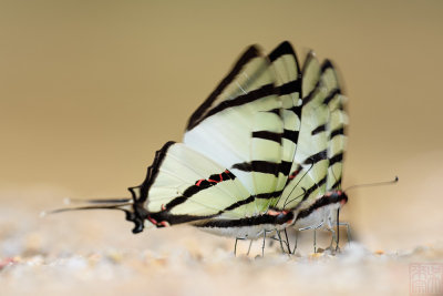 Graphium agetes iponus (The Four Bar Swordtail)