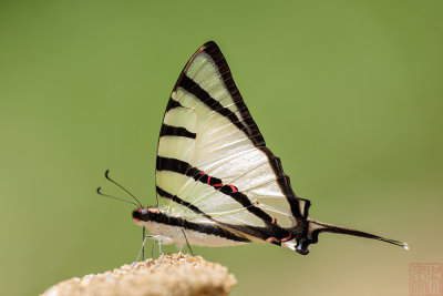 Graphium agetes iponus (The Four Bar Swordtail)