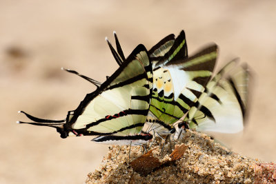 Graphium agetes iponus (The Four Bar Swordtail) and Graphium antiphates itamputi (Five Bar Swordtail)