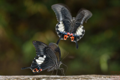 Papilio iswara iswara (The Great Helen)