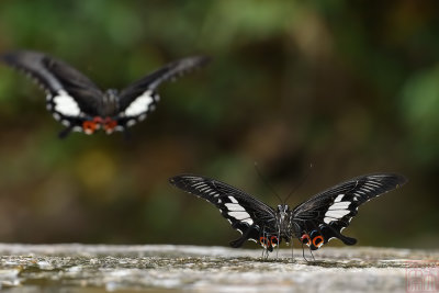 Papilio iswara iswara (The Great Helen)