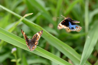 Junonia orithya wallacei (Blue Pansy)