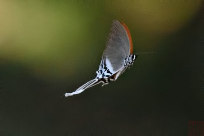 Ritra aurea volumnia (Orange Imperial)