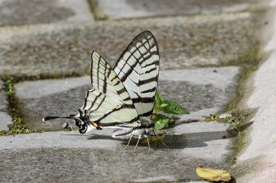 Pazala tamerlanus
