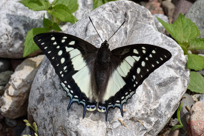 Polyura eudamippus