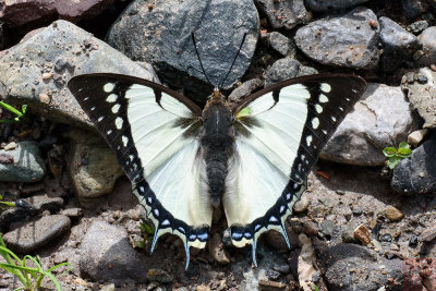 Polyura dolon