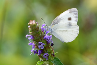 Pieris canidia