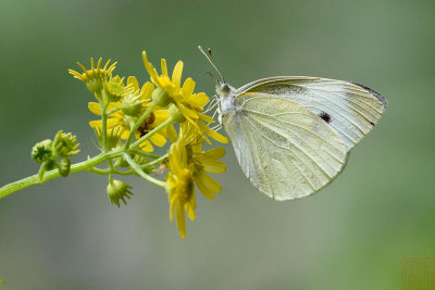 Pieris canidia