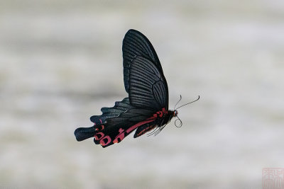 Papilio bootes