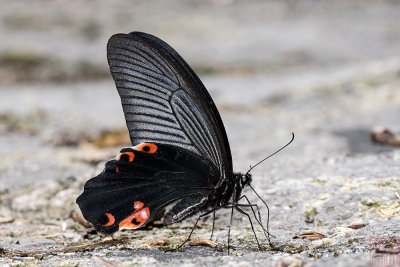 Papilio protenor