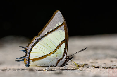 Polyura dolon