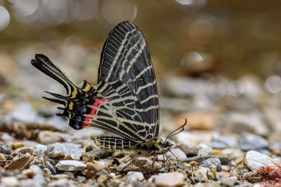 Bhutanitis thaidina