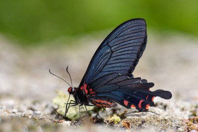 Papilio bootes