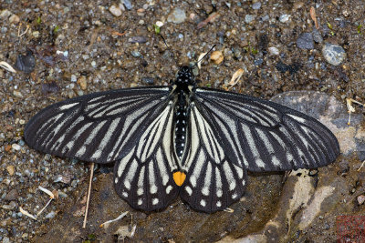 Papilio epycides