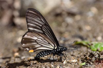 Papilio epycides