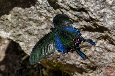 Papilio bianor