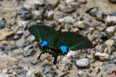 Papilio paris