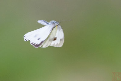 Pieris canidia