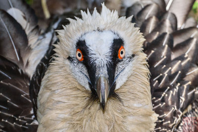 Gypaetus barbatus (Bearded Vulture)