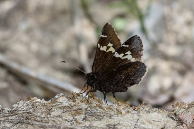 Lobocla simplex
