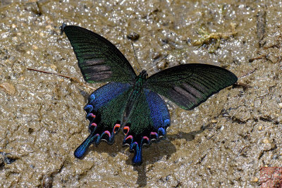 Papilio bianor