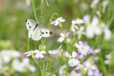 Pieris rapae